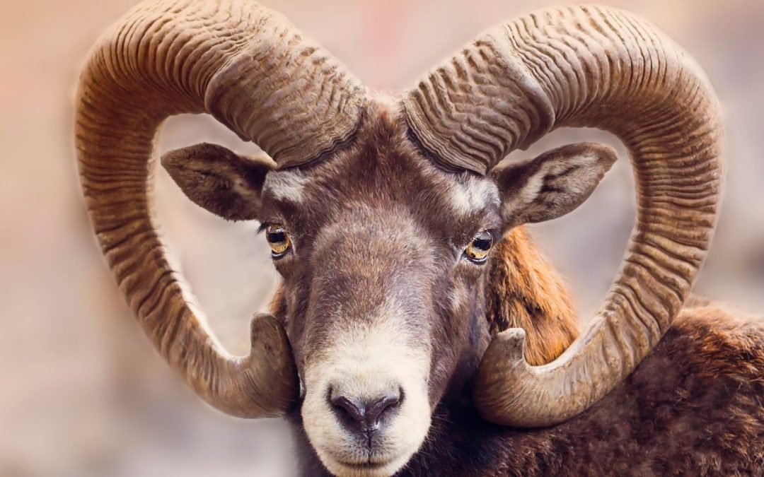 Welcoming the Harvest Full Moon in ‘Fiery’ Aries