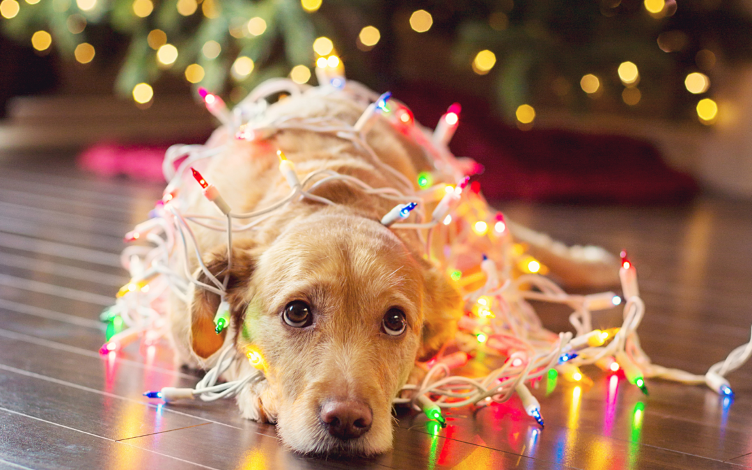 My top tips for navigating the ‘Season to be Jolly’